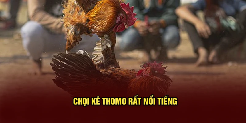 Chọi kê Thomo rất nổi tiếng