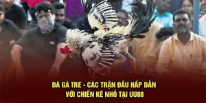 Đá Gà Tre - Các Trận Đấu Hấp Dẫn Với Chiến Kê Nhỏ Tại UU88