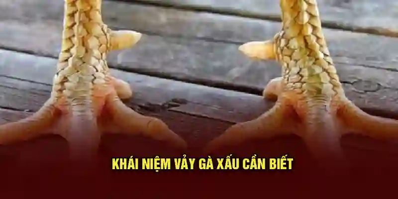Khái niệm vảy gà xấu cần biết