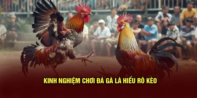Kinh nghiệm chơi đá gà là hiểu rõ kèo