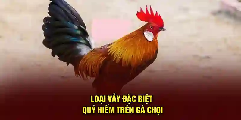 Loại vảy đặc biệt quý hiếm trên gà chọi