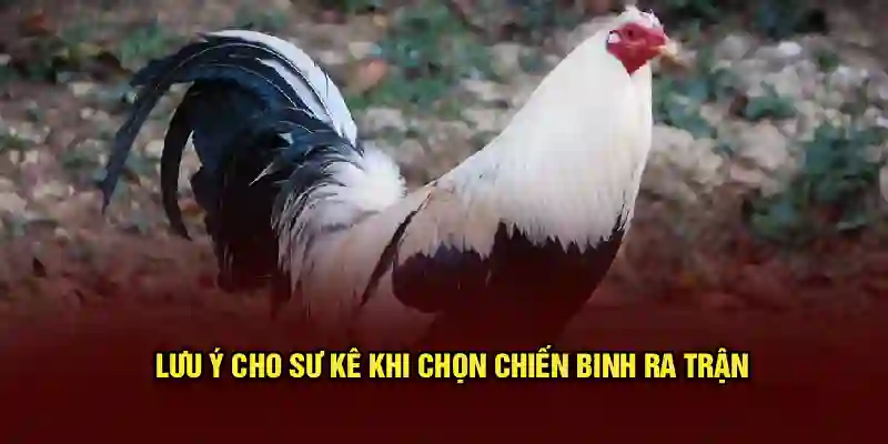 Lưu ý cho sư kê khi chọn chiến binh ra trận