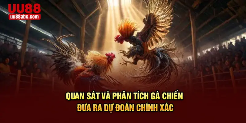 Quan sát và phân tích gà chiến đưa ra dự đoán chính xác