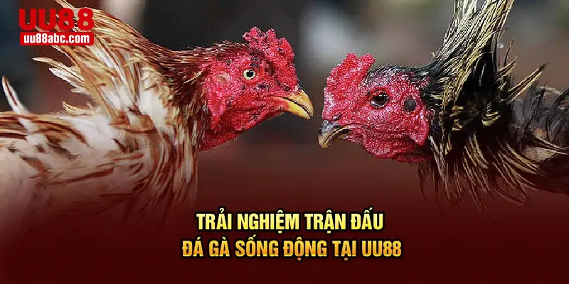 Trải nghiệm trận đấu đá gà sống động tại UU88